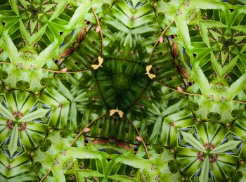 Full frame shot of plants