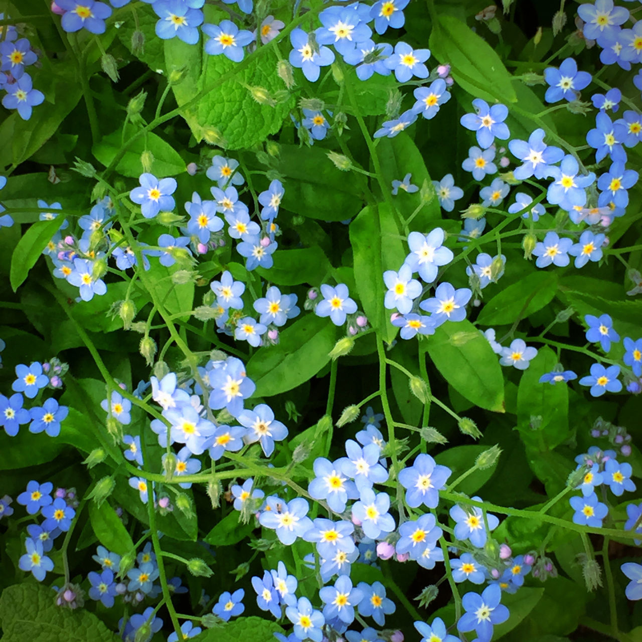 flower, freshness, growth, fragility, leaf, beauty in nature, plant, petal, green color, nature, blooming, white color, high angle view, flower head, in bloom, field, blossom, blue, purple, day