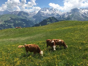 Cows on field against mountains