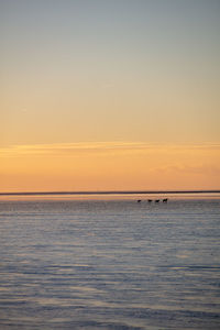 Silhouettes of a smal group of people take a walk with dogs in the mud flat of north sea at low tide