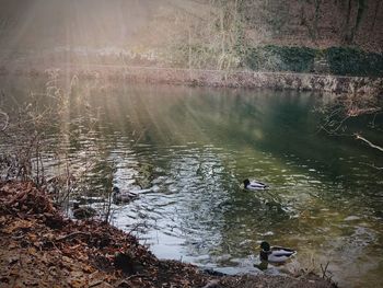 Birds in lake