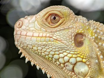 Close-up of a lizard