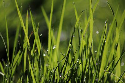 Close-up of wet grass during rainy season