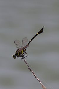 Close-up of dragonfly on twig