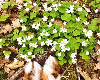 High angle view of dreamcatcher on plants