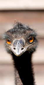 Extreme close-up portrait of bird