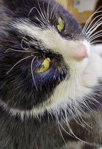 Close-up of cat