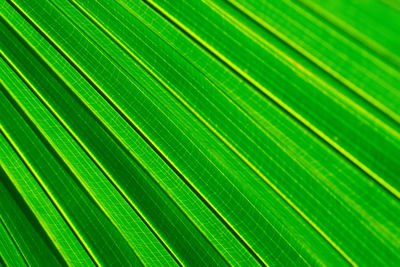 Full frame shot of palm tree leaves