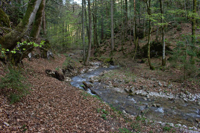 Stream amidst trees in forest