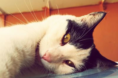 Close-up portrait of a cat