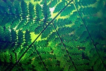 CLOSE-UP OF FRESH GREEN PLANT