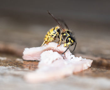 Close-up of insect on wood