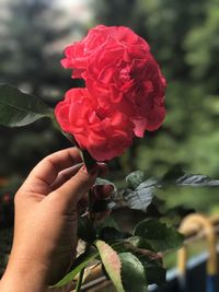 Close-up of hand holding red rose