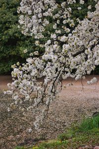 Close-up of white flowers