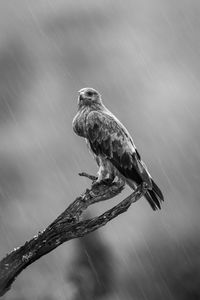 Mono tawny eagle in rain on branch