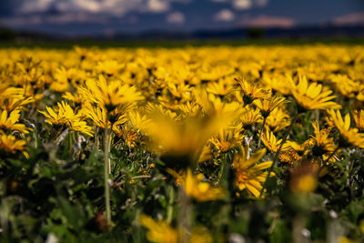 Yellow flowering plants on field