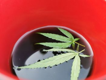 Close-up of potted plant