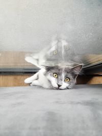 Portrait of cat relaxing on floor