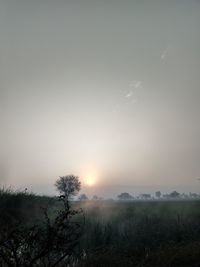 Trees on field against sky during sunset