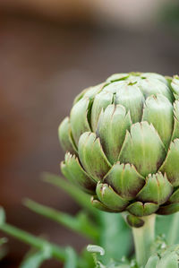 Close-up of plant growing outdoors