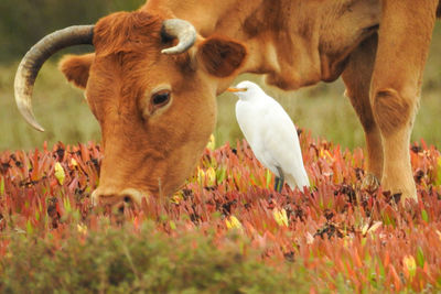 Cow in the field with a cattle heron