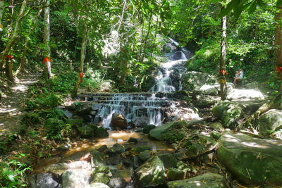 Scenic view of waterfall in forest