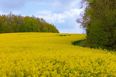 Scenic view of oilseed rape field against sky