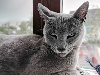 Close-up portrait of a cat