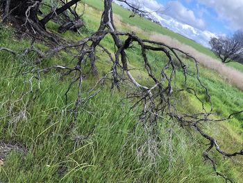 Scenic view of trees on field against sky