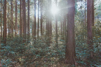 Trees in forest