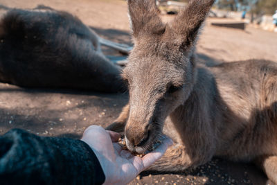 Close-up of hand feeding outdoors