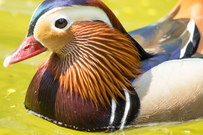 Close-up of duck swimming in water