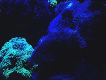 Close-up of coral swimming in sea