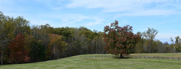 Trees on field against sky