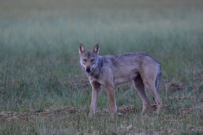 Portrait of wolve standing on land