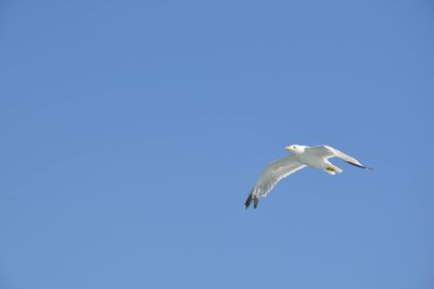 Low angle view of seagull flying in sky