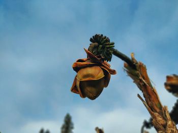 Low angle view of flowering plant against sky