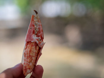 Close-up of hand holding crab. crab meat