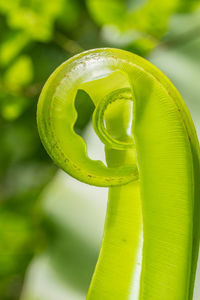 Close-up of fern growing outdoors