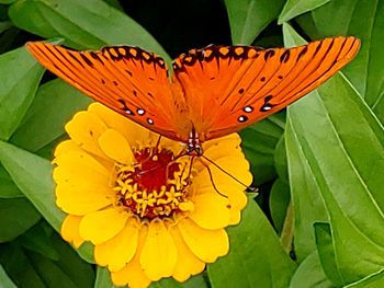 Close-up of butterfly pollinating on flower