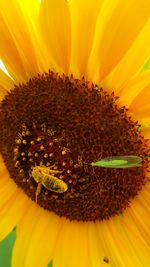 Close-up of sunflower