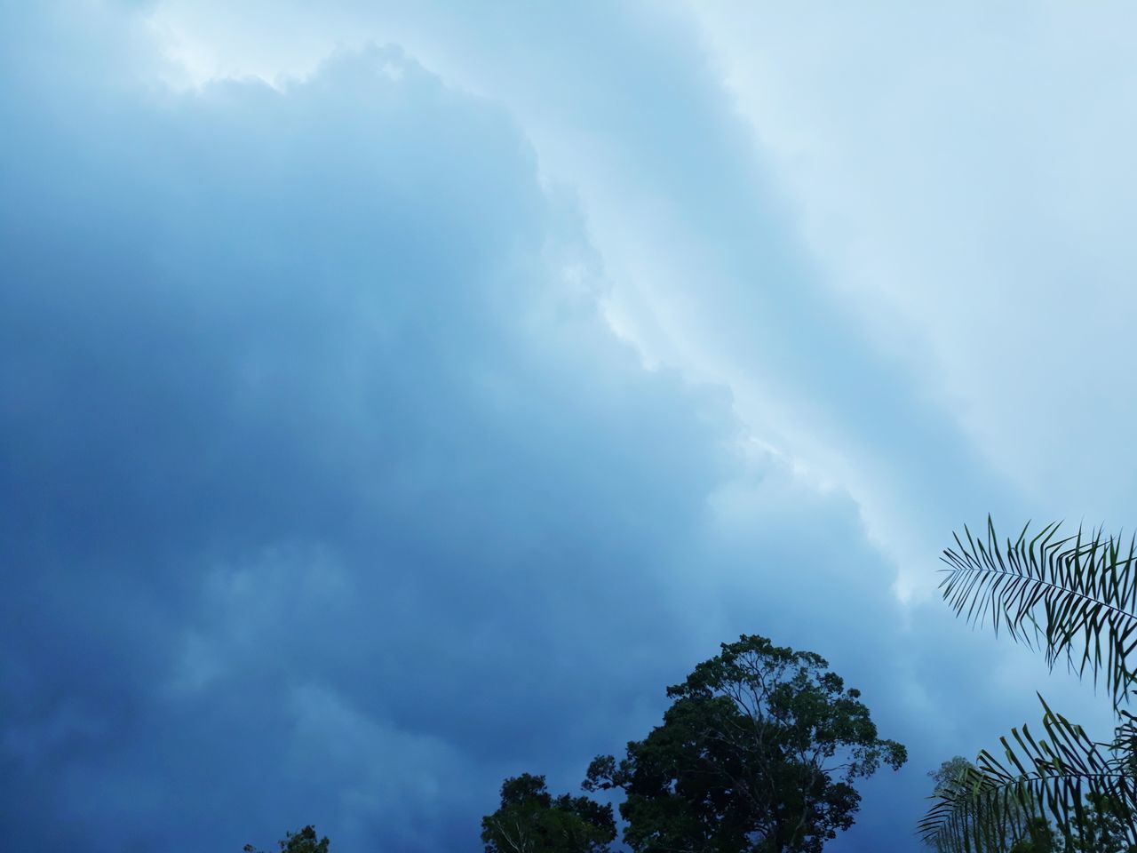 LOW ANGLE VIEW OF TREES AGAINST CLOUDY SKY