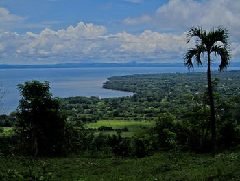 Scenic view of palm trees on landscape against sky