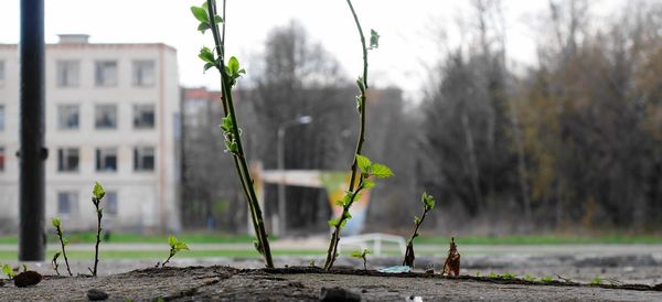 Plant against sky