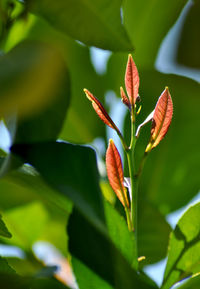 Close-up of red flowering plant