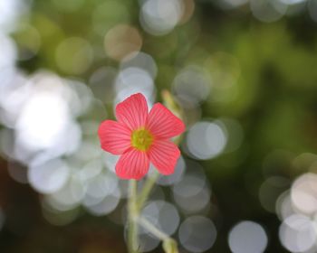 Close-up of red flowering plant