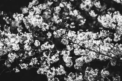 Close-up of flowering plant