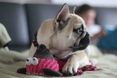 French bulldog playing with stuffed toy on bed