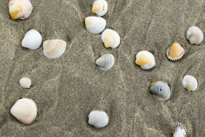 High angle view of shells on sand