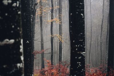 Scenic view of trees in forest during winter